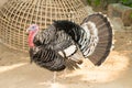 The turkey bird - Wild turkey walking outdoors