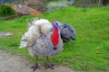 Turkey birds couple