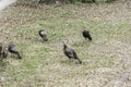 Turkey birds invade my property