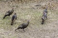 Turkey birds invade private property