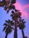 Turkey, Bodrum, Palms, sunset, beautiful sky, magic, big trees