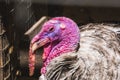 Turkey with bright pink caruncles, snood and large beak Royalty Free Stock Photo
