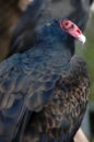 Turkey buzzard Royalty Free Stock Photo