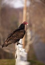 Turkey Buzzard Royalty Free Stock Photo