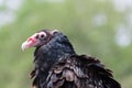 Turkey Buzzard Royalty Free Stock Photo