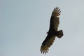 Turkey Buzzard in Flight Royalty Free Stock Photo
