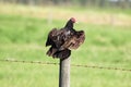 A turkey buzzard sits on a fence post Royalty Free Stock Photo