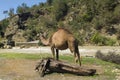 Turkey, Camel Royalty Free Stock Photo