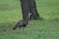 Wild Turkey at Rend Lake 2019