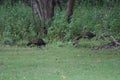 Wild Turkey at Rend Lake 2019