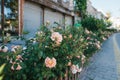 Turkey, Cappadocia, Goreme, June 12, 2017: Sunny morning in Goreme - street with flowers and closed shops and empty