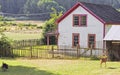 Turkey chasing deer across farm yard