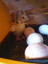 Turkey chick in incubator
