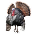 Turkey chicken hand draw vector.