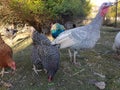 Turkey chicken peacock farm birds