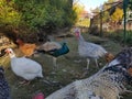 Turkey chicken peacock farm birds