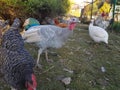 Turkey chicken peacock farm birds