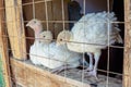 Turkey chickens behind a metal grate