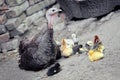 Turkey and chickens eat food on the ground together at the poultry farm Royalty Free Stock Photo