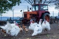 Turkey And Chickens In Yard