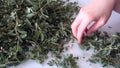 In Turkey, chopping madÃÂ±mak grass from herbal food, MadÃÂ±mak grass for yozgat madÃÂ±mak dish