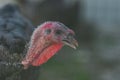 turkey, turkey close-up, live turkey Royalty Free Stock Photo