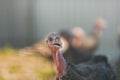 turkey, turkey close-up, live turkey Royalty Free Stock Photo