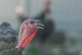 turkey, turkey close-up, live turkey Royalty Free Stock Photo