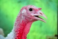 Turkey closeup in a farm Royalty Free Stock Photo