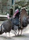 Turkey Royalty Free Stock Photo