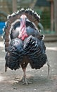 Turkey Royalty Free Stock Photo