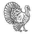 Turkey icon, hand drawn style