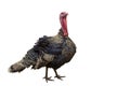 Turkey-cock on isolated white background. Royalty Free Stock Photo