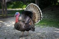 A turkey in the mating season Royalty Free Stock Photo