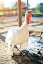 Turkey-cocks on a traditional poultry farm. Royalty Free Stock Photo
