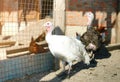 Turkey-cocks on a traditional poultry farm. Royalty Free Stock Photo