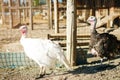 Turkey-cocks on a traditional poultry farm. Royalty Free Stock Photo