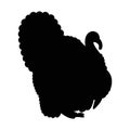 Turkey Cute farm animal silhouette