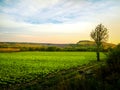 Turkey Diyarbakir Dicle River Next to Hevsel Gardens, Lettuce Field