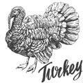 Turkey domestic fowl hand drawn vector illustration realistic sketch