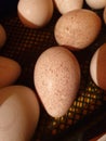 Turkey eggs in incubator Royalty Free Stock Photo