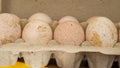 Turkey eggs put in a box. Organic fresh eggs. Homemakers' Market. Farmers' produce for sale
