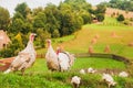 Turkey family on green grass;