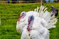 Turkey on famous Jochberg, Bavaria in Germany Royalty Free Stock Photo