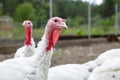 Turkey on a farm , breeding turkeys. Royalty Free Stock Photo