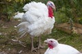 Turkey on a farm , breeding turkeys. Royalty Free Stock Photo