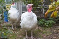 Turkey on a farm , breeding turkeys. Royalty Free Stock Photo