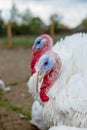 Turkey on a farm , breeding turkeys. Royalty Free Stock Photo