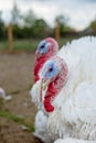 Turkey on a farm , breeding turkeys.