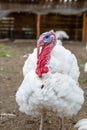 Turkey on a farm , breeding turkeys. Royalty Free Stock Photo